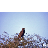 گونه عقاب خالدار بزرگ Greater Spotted Eagle